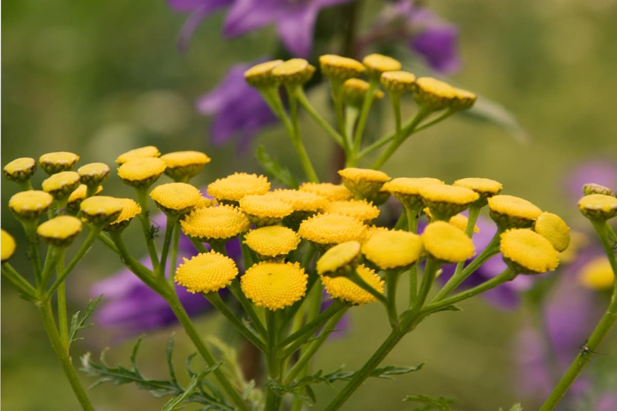 Tansy benefits the garden very much