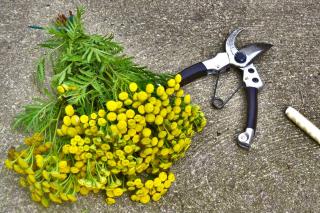 Harvest tansy and bundle it up into a bouquet