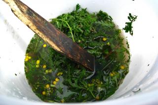 Macerating and fermenting tansy