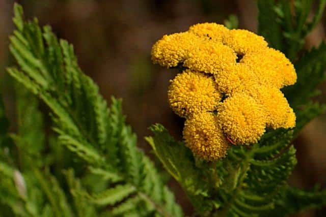 Leaves and flowers of the tansy repel and attract insects