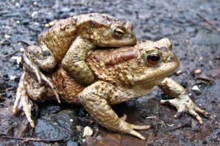 Toads reproducing