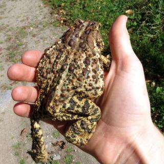 Toad held in a hand