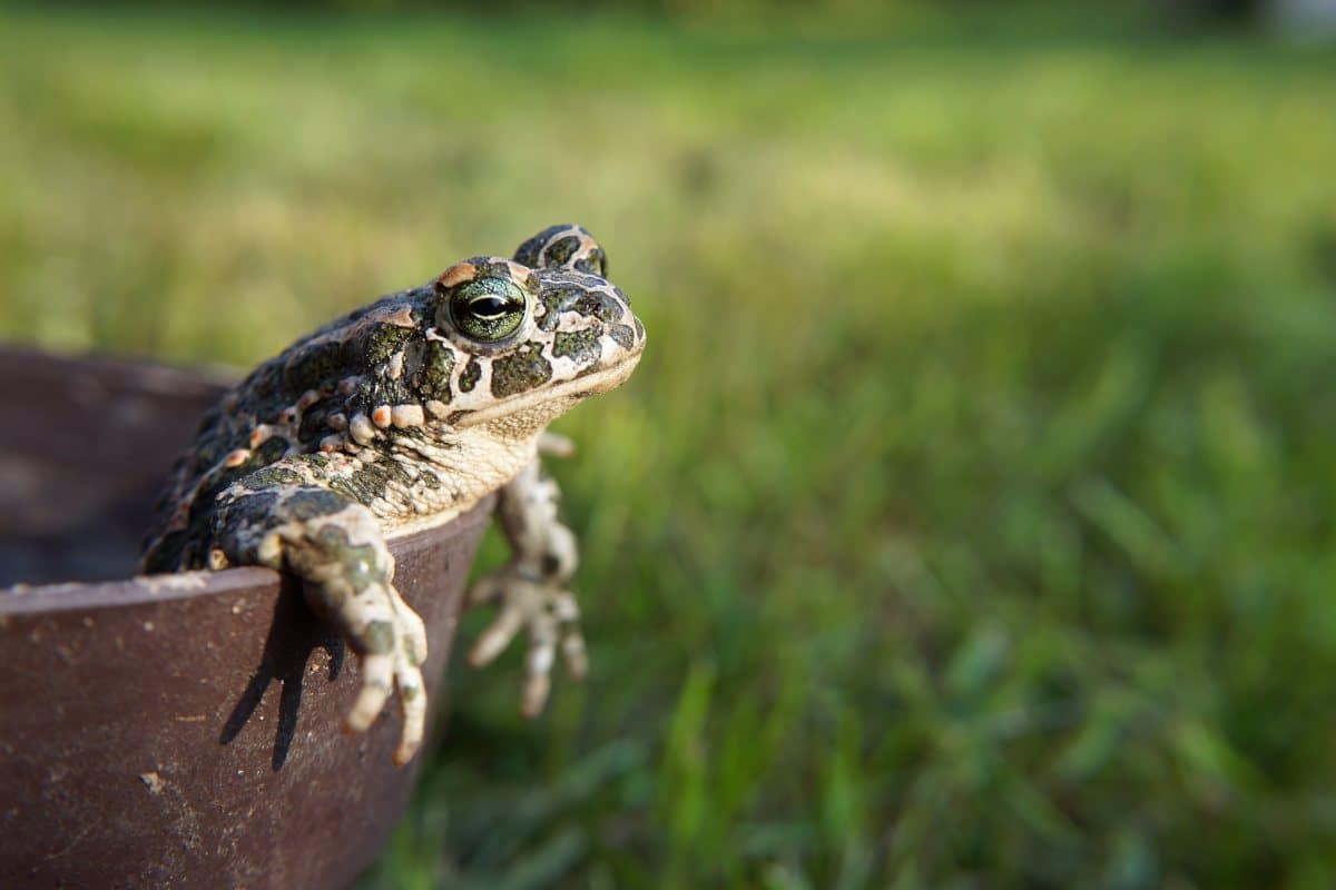 Toad in a barrel