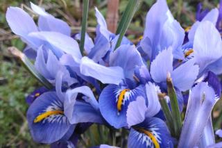 Blue flowers for the garden