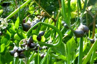 Caring for tree onion results in high yields