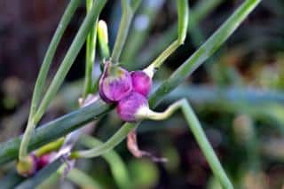 Planting and propagating tree onion