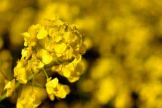 White mustard actually has yellow flowers