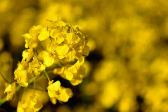 White mustard actually has yellow flowers