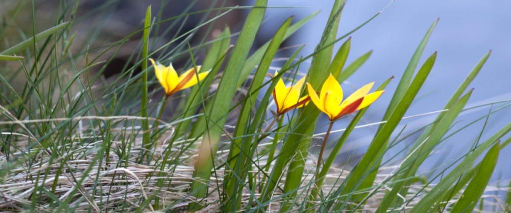 Wild tulip sprouting and blooming in a spring garden