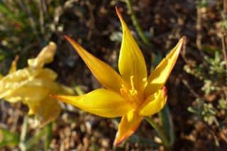 Wild tulip blooming yellow