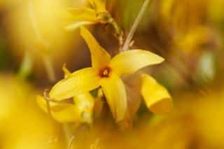 Forsythia blooming in focus