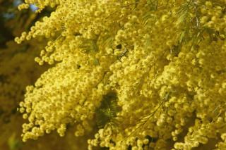 Yellow mimosa blooming