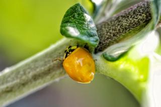 Young yellow ladybug with no spots