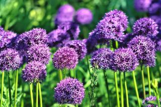 Allium giganteum sprouts in Spring from a bulb