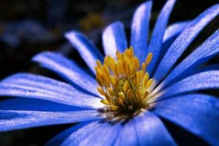 Anemone blanda flower