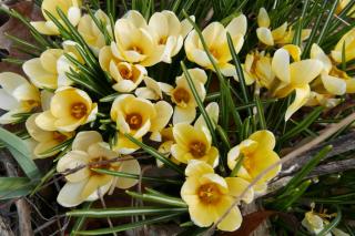 Best spring bulbs with the crocus