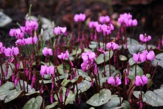 Cyclamen coum, a great spring bloomer