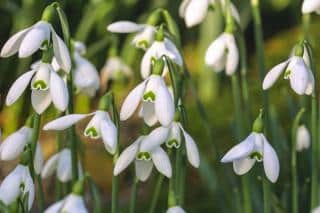 Galanthus nivalis is truly beautiful in Spring