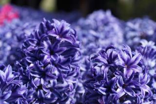 Hyacinth orientalis