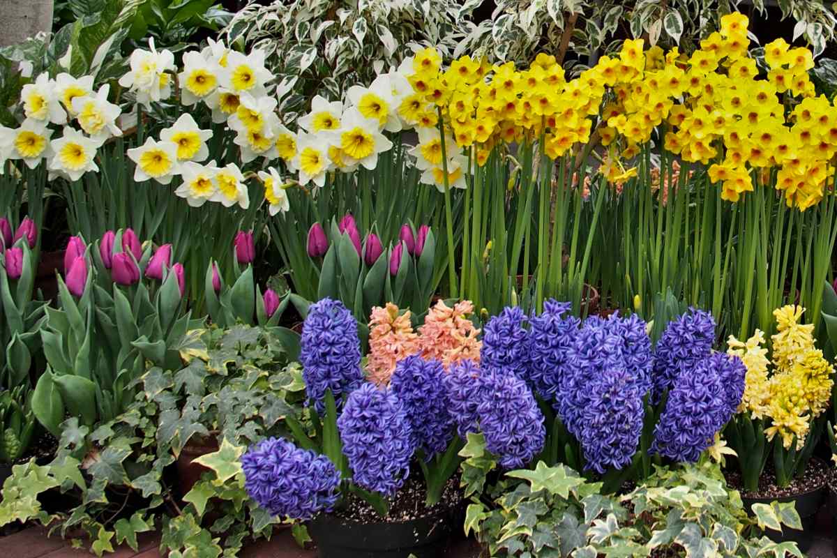 List of the 10 best spring bulbs