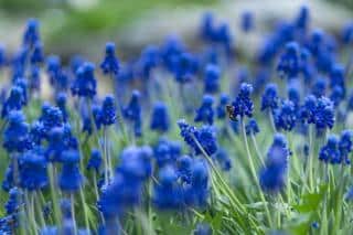 Muscari is a favorite spring bulb