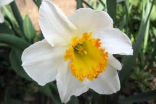 The chantilly narcissus shines