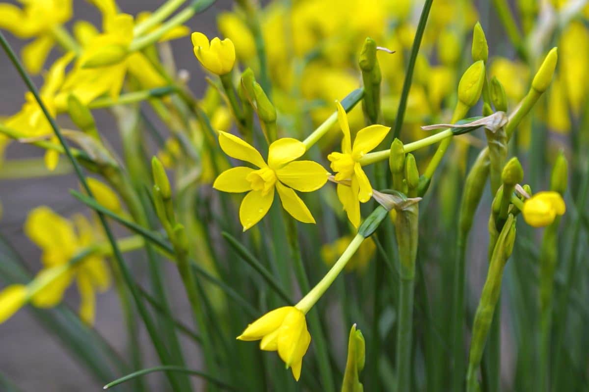 Dreamy narcissus bulbs