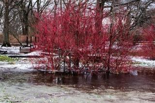 Cornus alba is the dogwood that has red bark in winter