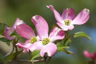 Cornus florida pink flowers