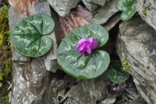 Cyclamen coum