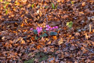 Cyclamen coum forming a carpet in a forest