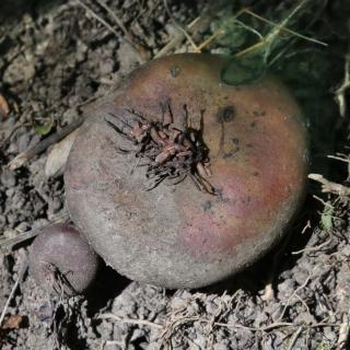 Cyclamen coum bulbs