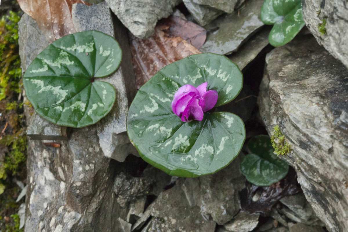 Cyclamen coum leaves and flower on rocky terrain