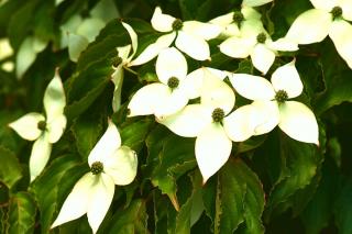 Cornus, or dogwood, flowers and leaves