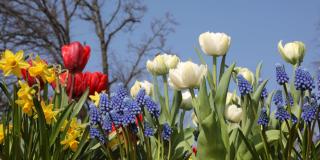 Garden flower bulbs in Spring