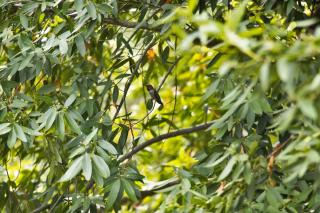 Bay laurel, a mixed hedge shrubs that birds love