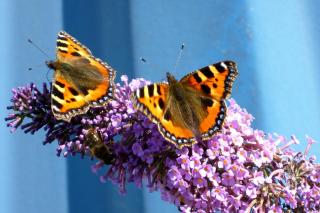 Buddleia, nice for butterflies to come to the hedge