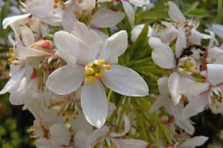 Choisya Aztec pearl in a mixed hedge