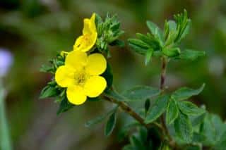 Cinquefoil mixed hedging