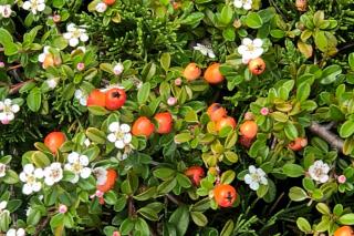 Cotoneaster in a mixed hedge