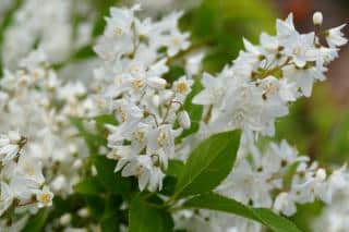 Deutzia looks great in a mixed hedge