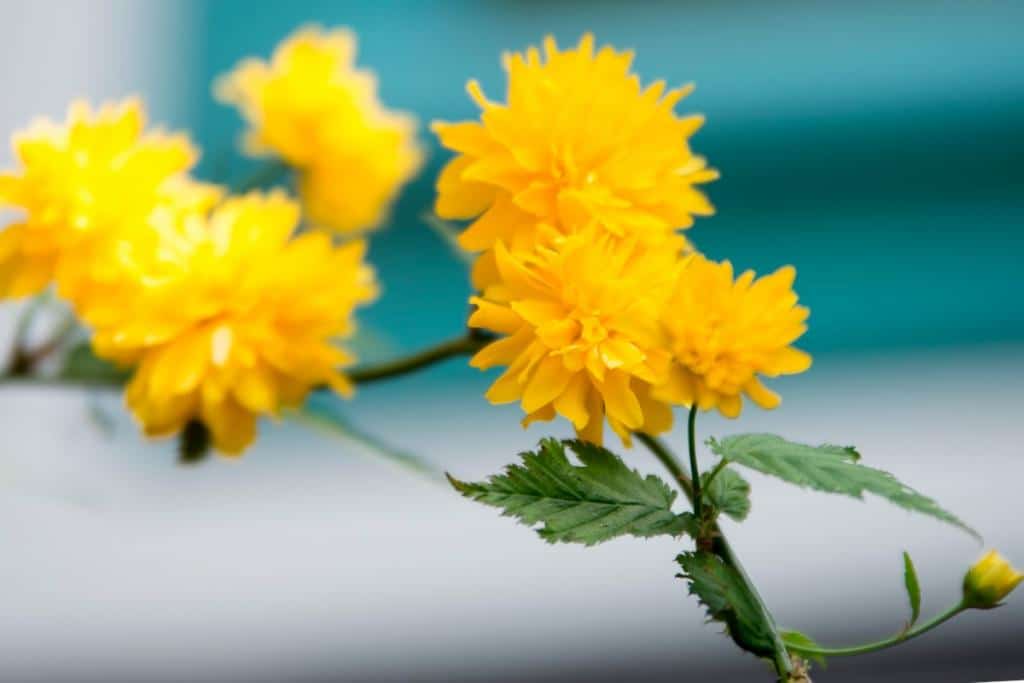 Kerria, yellow pompoms of color in a mixed hedge