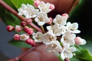 Laurestine is easy to control in mixed hedges