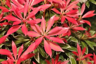 Young red leaves of pieris japonica