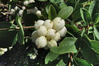 Snowberry, cute for mixed hedges