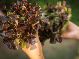 Oakleaf lettuce