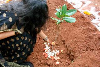 Planting a tree