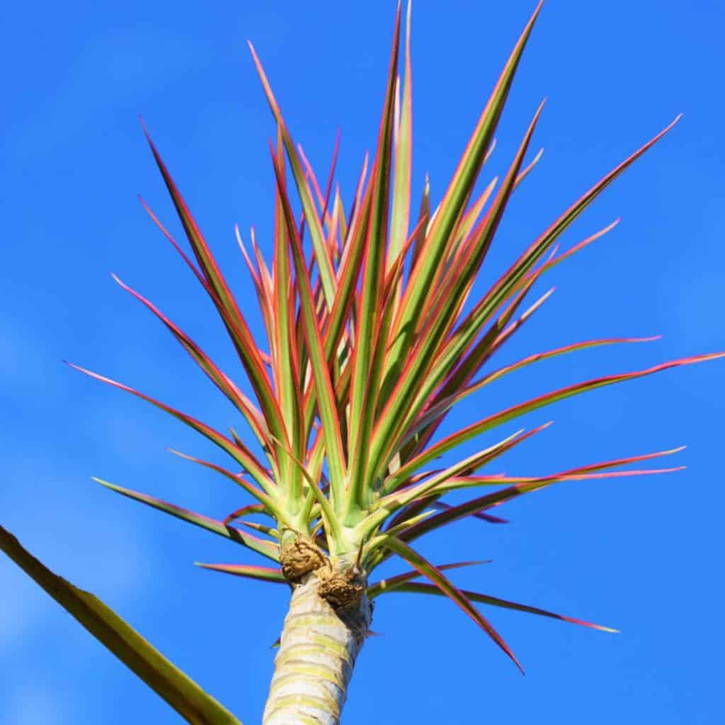 Top of a beheaded dracaena marginata dragon plant