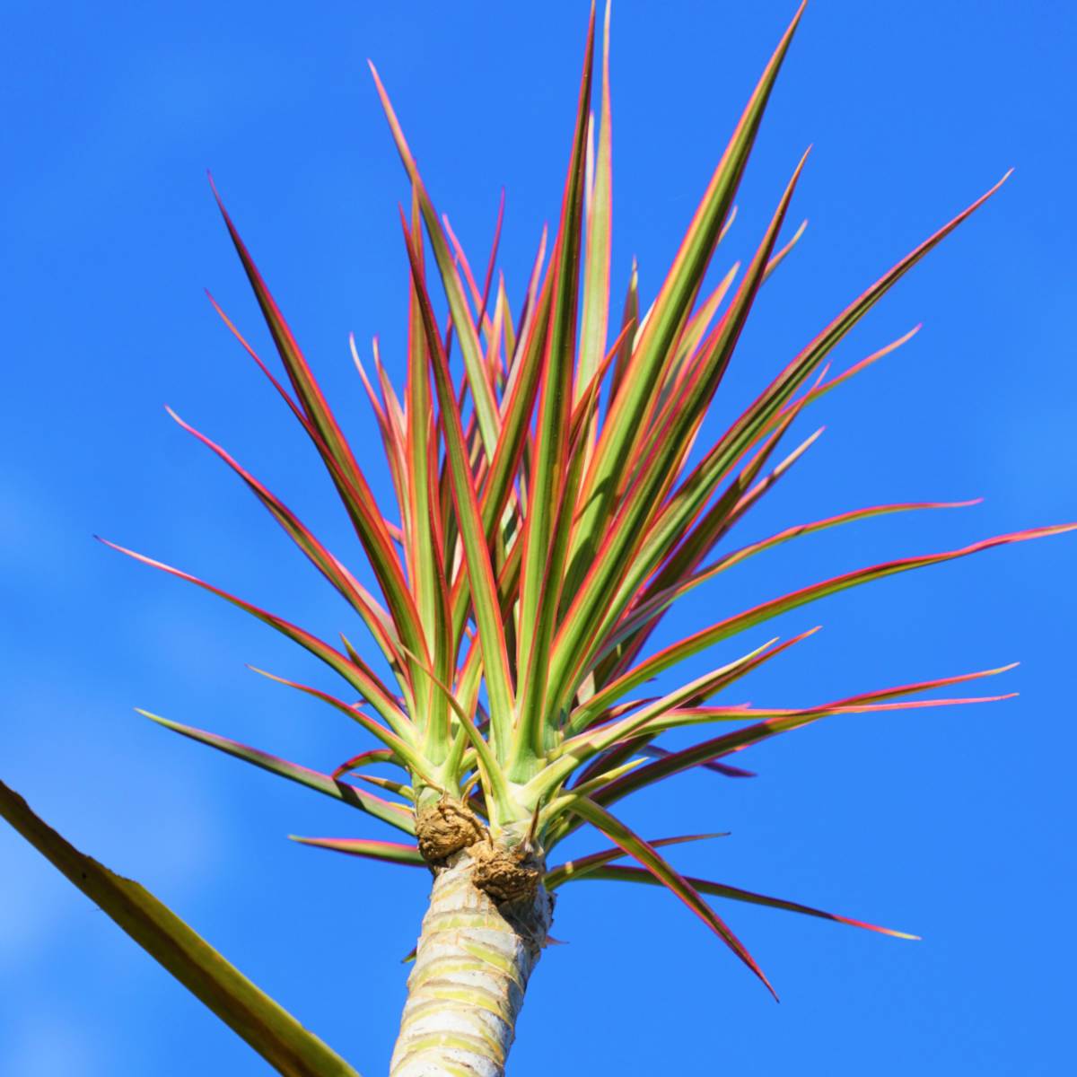 Top of a beheaded dracaena marginata dragon plant