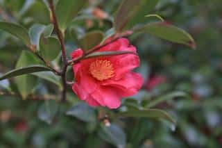 Camellia, the 'fairy wand' variety, grows and blooms best in heath